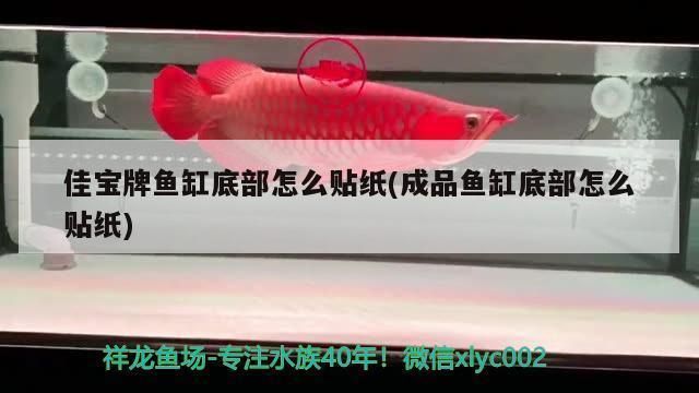 如何調節水族箱水質適應鴨嘴鯊魚（如何調節水族箱中的水質） 如何調節水族箱水質適應鴨嘴鯊魚（如何調節水族箱中的水質） 龍魚百科 第5張