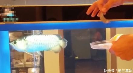 我養(yǎng)的金龍魚怎么只吃蝦仁呢（金龍魚只吃蝦仁可能會導(dǎo)致營養(yǎng)不均衡）