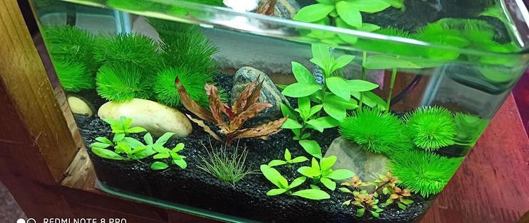 有哪些品牌燈具適合紅龍魚(yú)上色？