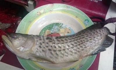 金龍魚拉線屎是由于多種原因引起的，金龍魚拉線屎怎么回事：金龍魚拉線屎可能是由于多種原因引起的，金龍魚拉線屎怎么回事