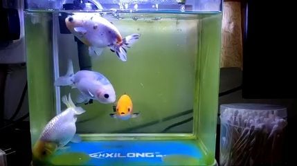 金龍魚掉眼手術怎么做視頻