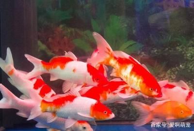 丹頂錦鯉適宜光照強(qiáng)度，丹頂錦鯉適宜光照強(qiáng)度為每天8-10小時(shí)