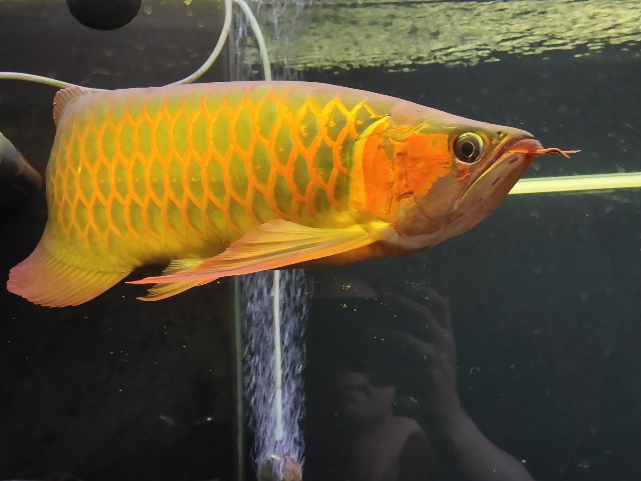 印尼國王龍魚漁業(yè)（全球最大的印尼國王龍魚養(yǎng)殖基地）