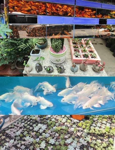 紅龍魚在哪里買便宜的魚 紅龍魚在哪里買便宜的魚 龍魚百科 第1張