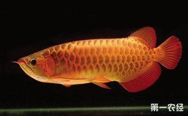 龍魚為什么會吐胃袋出來：龍魚為什么會吐胃袋