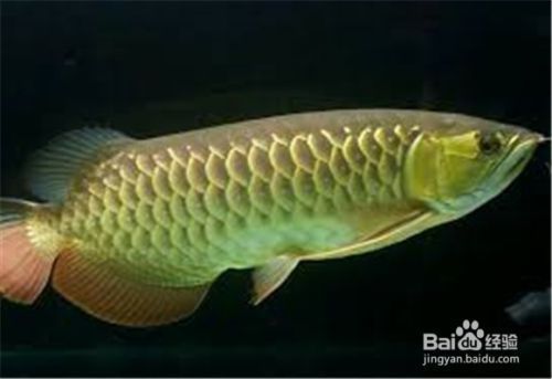 龍魚怎么養出狀態好（如何判斷龍魚健康狀態，龍魚日常護理要點總結）