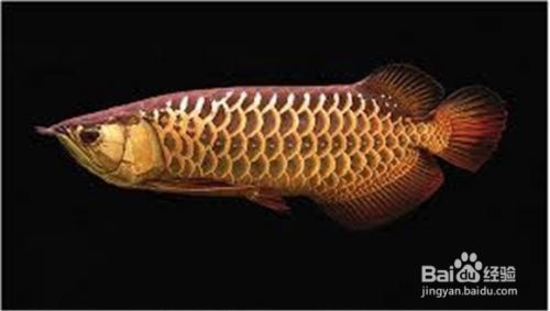 龍魚怎么養出狀態好（如何判斷龍魚健康狀態，龍魚日常護理要點總結）