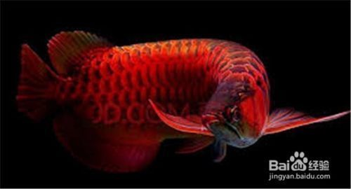 龍魚怎么養出狀態好（如何判斷龍魚健康狀態，龍魚日常護理要點總結）