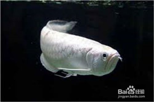 龍魚怎么養出狀態好（如何判斷龍魚健康狀態，龍魚日常護理要點總結）