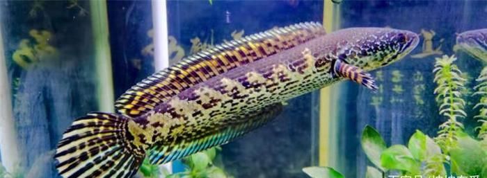 雷龍魚吃什么飼料可以壓低范文：如何自制雷龍魚飼料，雷龍魚飼料保存方法