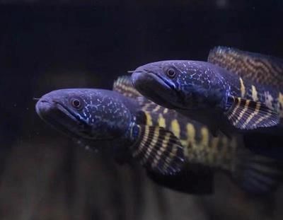 雷龍魚吃什么飼料可以壓低范文：如何自制雷龍魚飼料，雷龍魚飼料保存方法