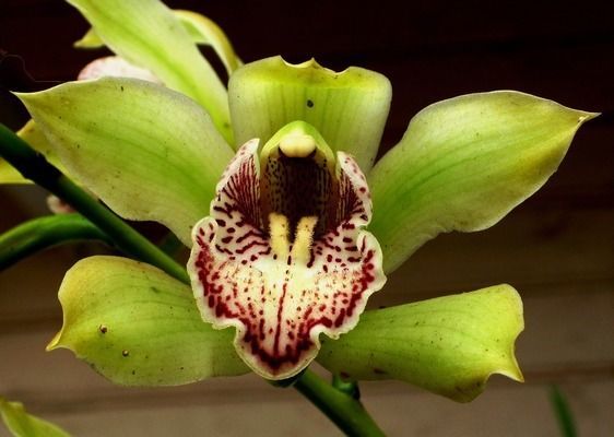 紅龍魚和虎魚混養先喂虎魚還是先喂龍魚（紅龍魚和虎魚混養注意事項，紅龍魚虎魚混養注意事項）