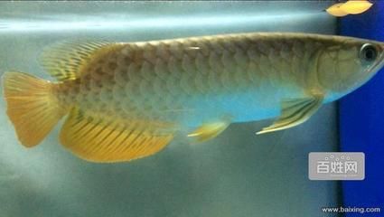 金龍魚吃什么有助于發色：金龍魚吃什么發色好金龍魚吃什么發色最好