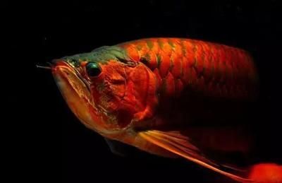 金龍魚吃什么有助于發色：金龍魚吃什么發色好金龍魚吃什么發色最好