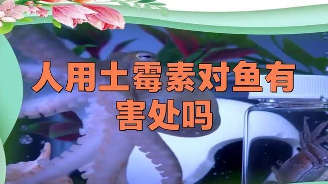 土霉素對龍魚有哪些副作用？