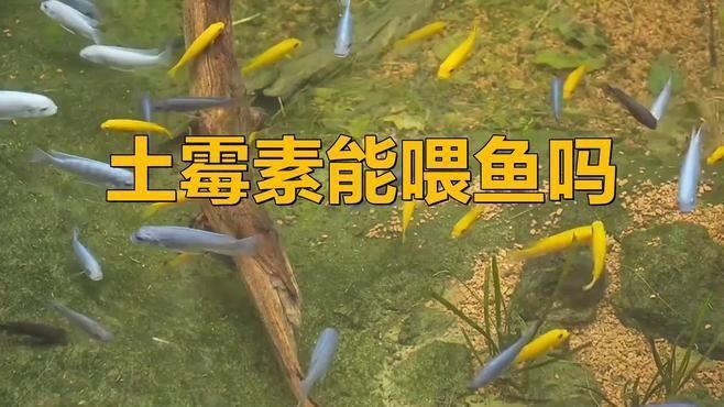 土霉素對龍魚有哪些副作用？