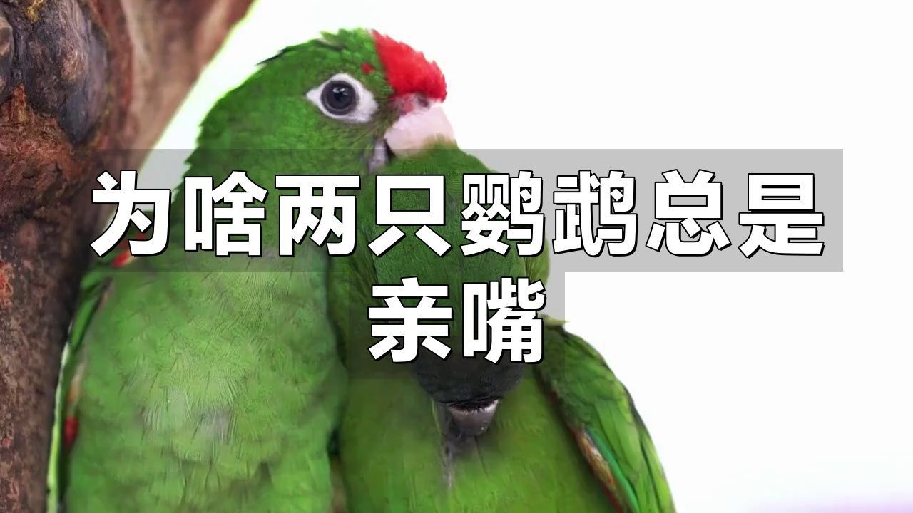 兩只鸚鵡親嘴了要警惕