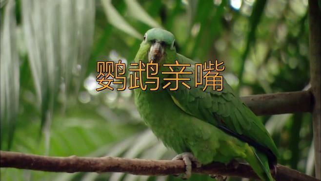 兩只鸚鵡親嘴了要警惕