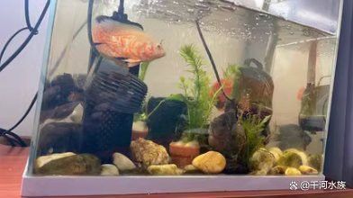 養龍魚的魚缸怎么造景好看 養龍魚的魚缸怎么造景好看 龍魚百科 第1張