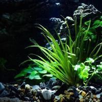 養龍魚的魚缸怎么造景好看 養龍魚的魚缸怎么造景好看 龍魚百科 第2張