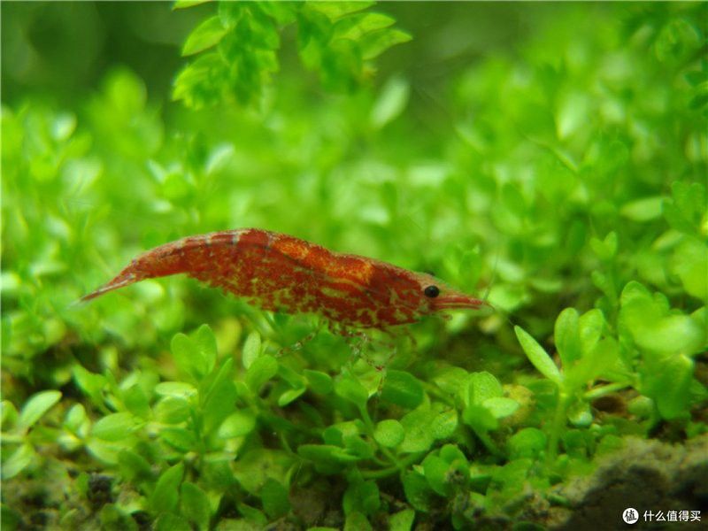 養龍魚的魚缸怎么造景好看 養龍魚的魚缸怎么造景好看 龍魚百科 第3張