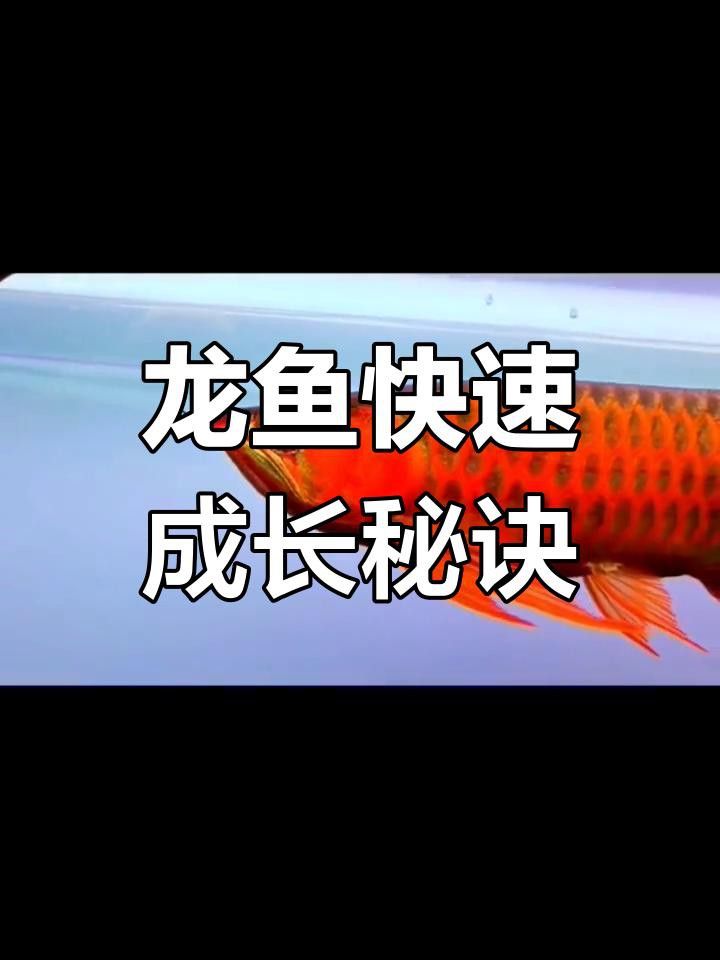 龍魚50公分后如何繼續促進生長？