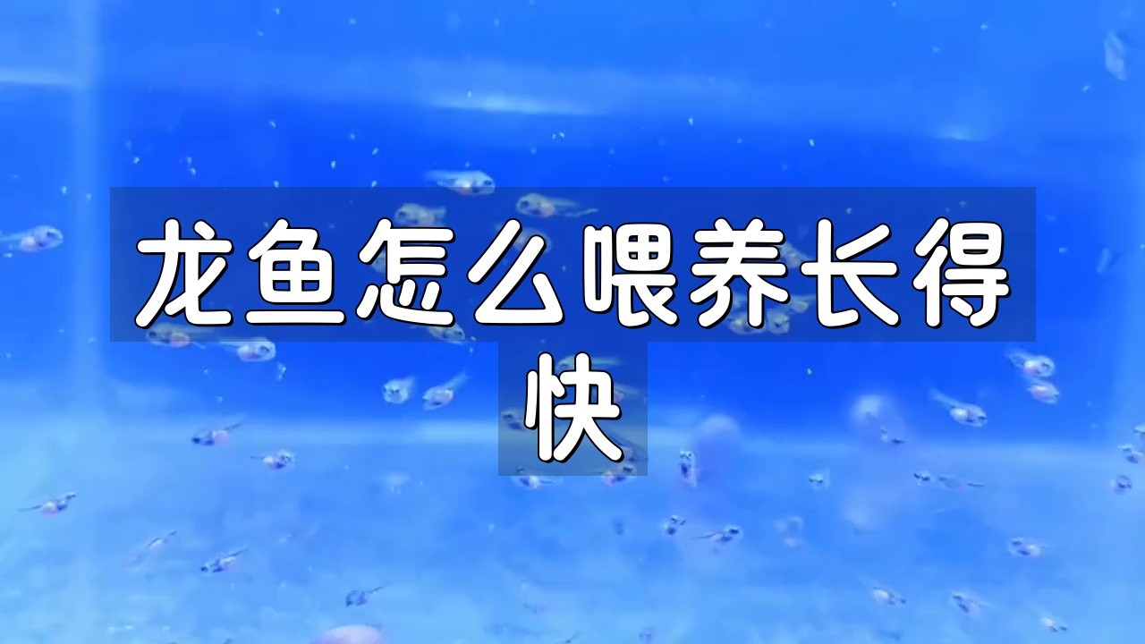 龍魚50公分后如何繼續促進生長？