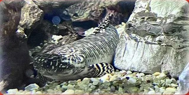 虎斑恐龍魚壽命（如何提高虎斑恐龍魚壽命）