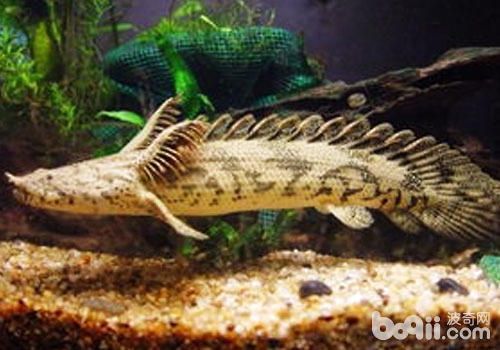 虎斑恐龍魚壽命（如何提高虎斑恐龍魚壽命）