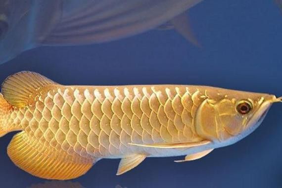 金龍魚品種圖片講解 金龍魚品種圖片講解 龍魚百科 第3張