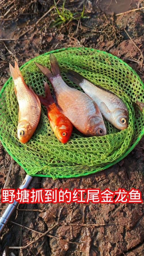 金龍魚品種圖片講解 金龍魚品種圖片講解 龍魚百科 第6張