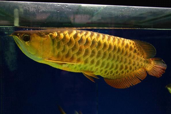 金龍魚品種圖片講解 金龍魚品種圖片講解 龍魚百科 第4張