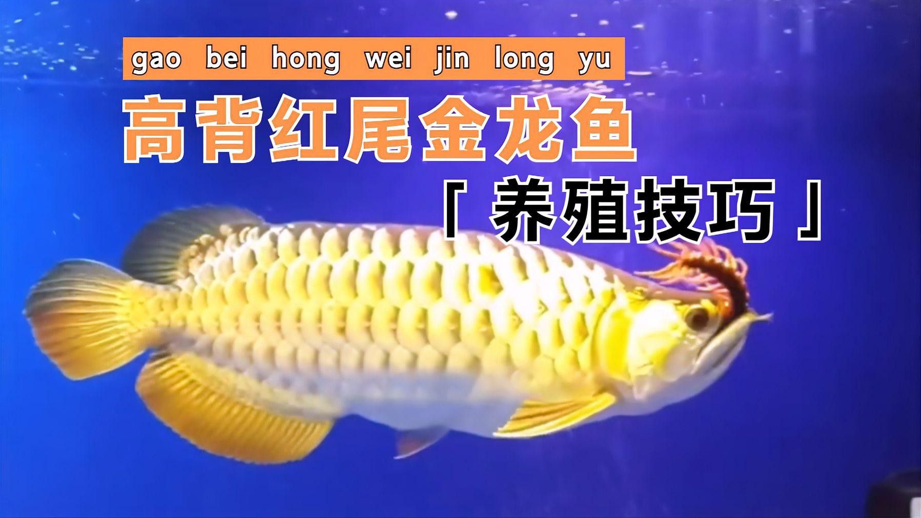 金龍魚品種圖片講解 金龍魚品種圖片講解 龍魚百科 第16張