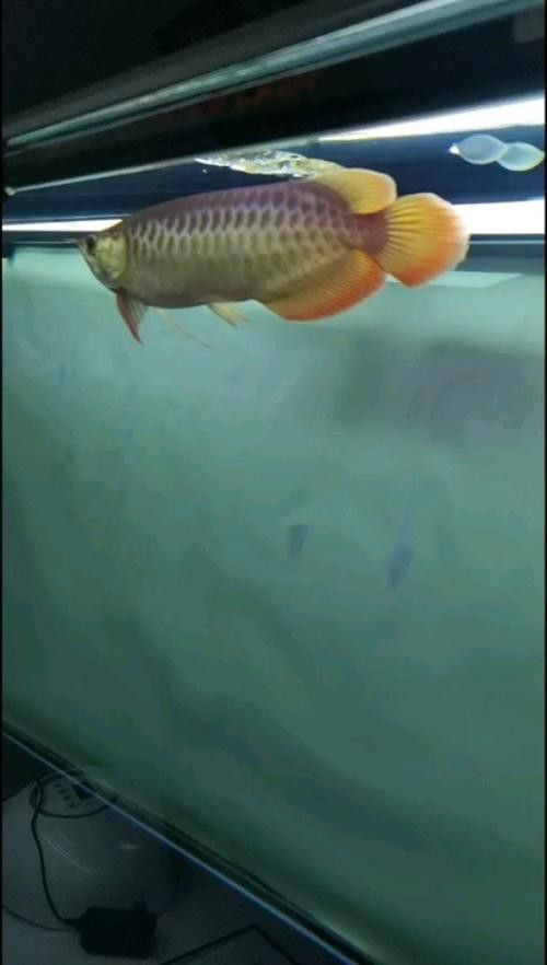 金龍魚品種圖片講解 金龍魚品種圖片講解 龍魚百科 第22張