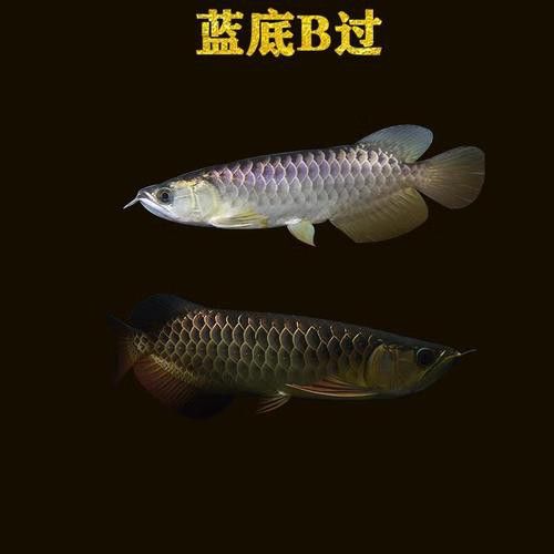 金龍魚品種圖片講解 金龍魚品種圖片講解 龍魚百科 第23張