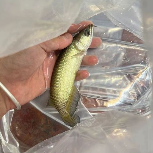 金龍魚品種圖片講解 金龍魚品種圖片講解 龍魚百科 第30張