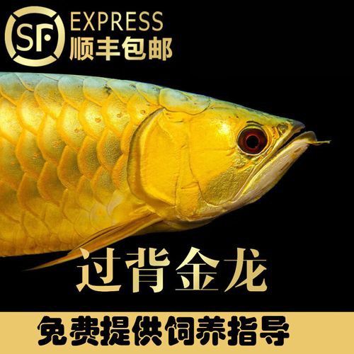 金龍魚品種圖片講解 金龍魚品種圖片講解 龍魚百科 第29張