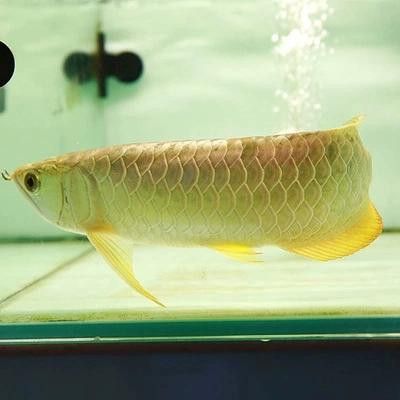 金龍魚品種圖片講解 金龍魚品種圖片講解 龍魚百科 第28張