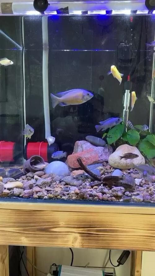 金龍魚品種圖片講解 金龍魚品種圖片講解 龍魚百科 第27張