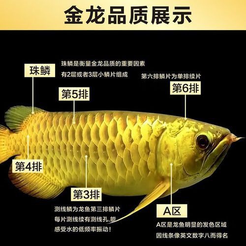 金龍魚品種圖片講解 金龍魚品種圖片講解 龍魚百科 第32張