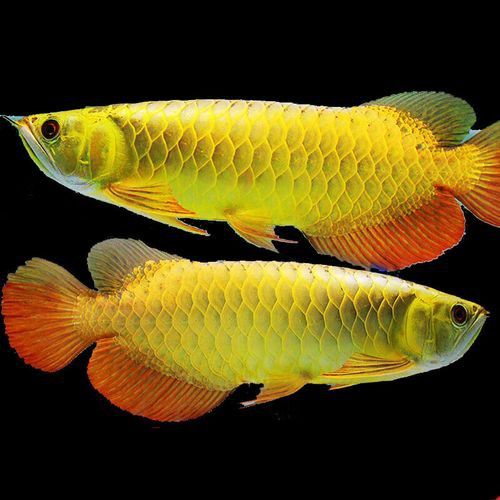 金龍魚品種圖片講解 金龍魚品種圖片講解 龍魚百科 第35張