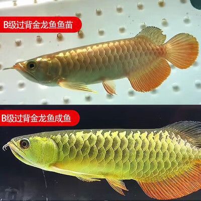 金龍魚品種圖片講解 金龍魚品種圖片講解 龍魚百科 第34張