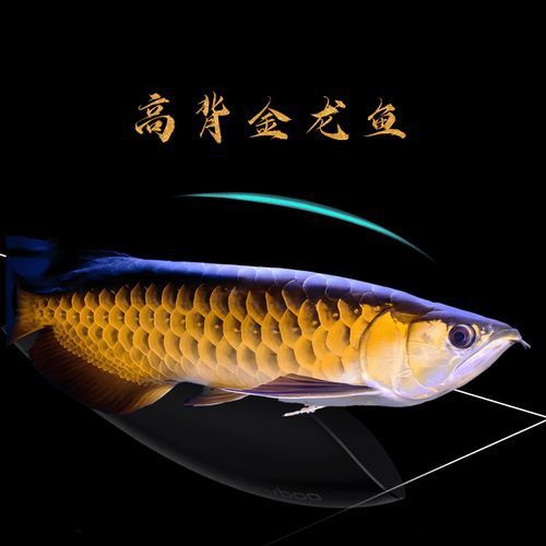 金龍魚品種圖片講解 金龍魚品種圖片講解 龍魚百科 第36張
