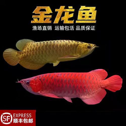 金龍魚品種圖片講解 金龍魚品種圖片講解 龍魚百科 第40張
