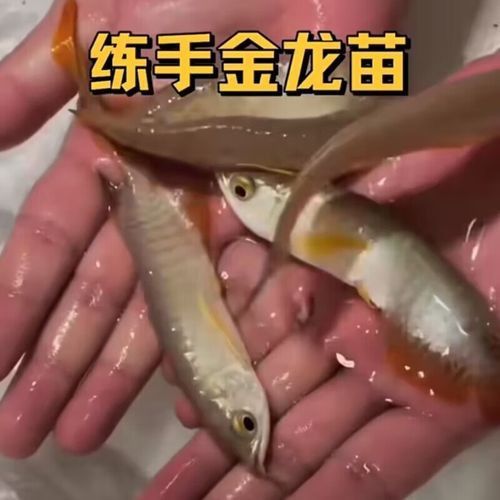 金龍魚品種圖片講解 金龍魚品種圖片講解 龍魚百科 第38張