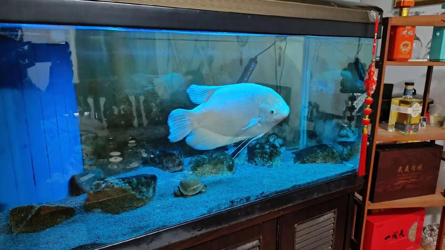 銀龍魚一年長多大圖片