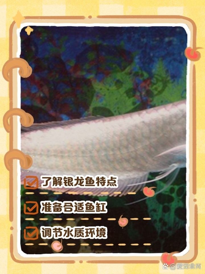 銀龍魚一年長多大圖片