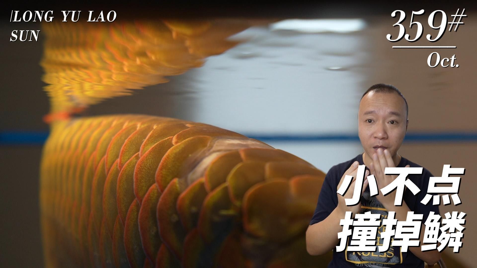 龍魚突然劇烈撞缸嘴破了怎么辦