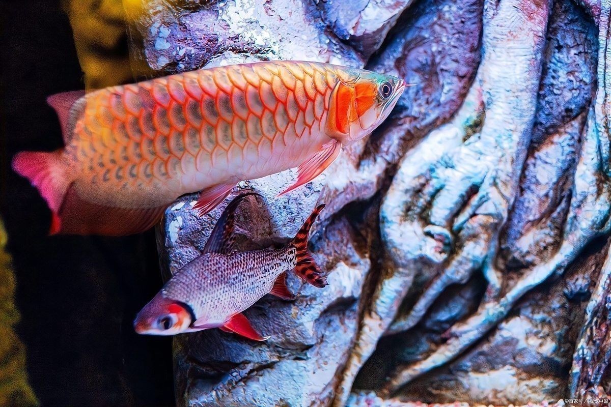 龍魚突然劇烈撞缸嘴破了怎么辦