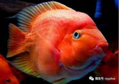 龍魚是不是很難養活（龍魚的飼養難度因個體差異和飼養條件不同而有所差異） 龍魚是不是很難養活（龍魚的飼養難度因個體差異和飼養條件不同而有所差異） 龍魚百科 第4張